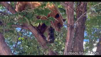 Bear stuck in tree in Loveland captured