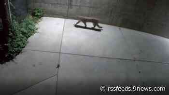 Mountain lion caught on camera in downtown Denver