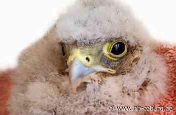 Hilfsaktion in Teuschnitz - Feuerwehreinsatz wegen Falkenkind - Neue Presse Coburg