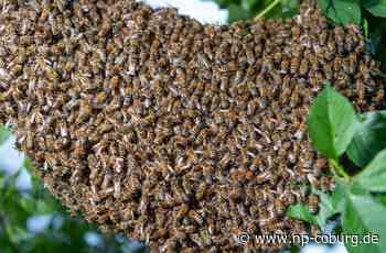 Coburg - Sie wollen doch nur wohnen - Neue Presse Coburg