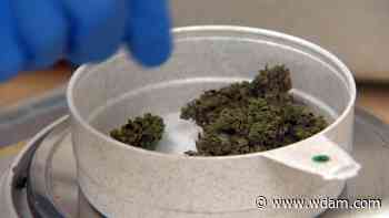 Progress towards medical cannabis inches forward in Mississippi - WDAM