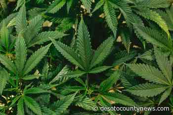 DeSoto County approves medical cannabis ordinance - DeSoto County News