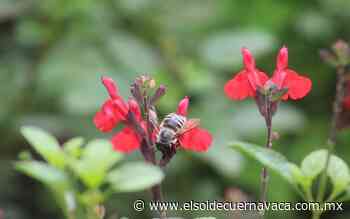 La UAEM inaugura jardín de polinizadores - El Sol de Cuernavaca