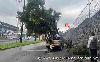 Por las lluvias, cae un árbol sobre un vehículo en Cuernavaca - El Sol de Cuernavaca