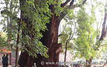 'El Gigante', el ahuehuete de Cuernavaca - El Sol de Cuernavaca
