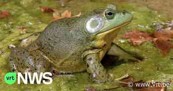 Steriele stierkikkers uitgezet in Balen in strijd tegen eigen soort - VRT NWS