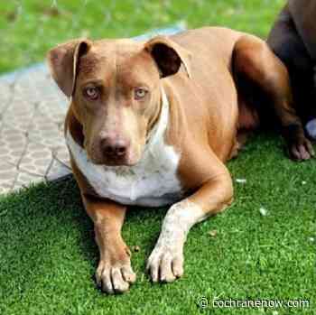 BARCS Rescue's Adoptable Dog Tales - Say howdy to Holiday! - CochraneNow.com