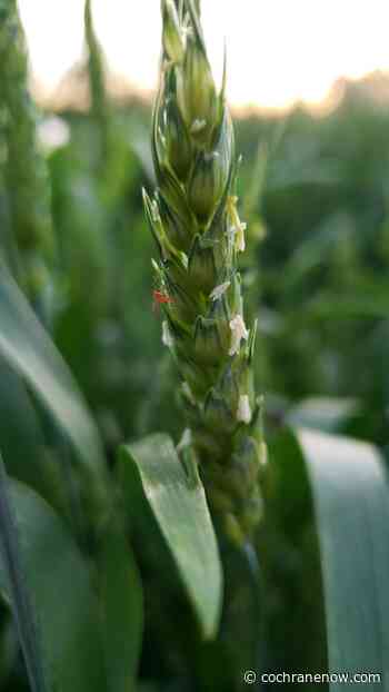2022 Wheat Midge Outlook looks good - CochraneNow.com