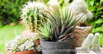 Cacti and succulents, perfect plants for the lazy gardener - Blue Mountains Gazette