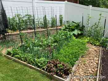 Veggie revamp, preventing plant disease, and what kind of gardener are you? This Weekend in the Garden - PennLive