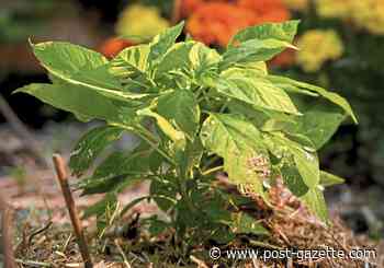 Sharing the bounty: It's a gardener thing - Pittsburgh Post-Gazette