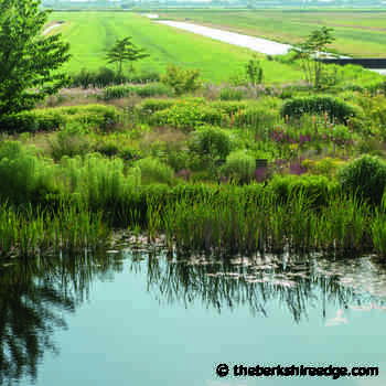 THE SELF-TAUGHT GARDENER: Dutch still life - theberkshireedge.com