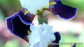 Ask the Gardener: Tips to help your irises thrive (Hint: Sun!) - Boston.com