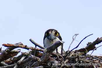 Bird Nests: Nature's Intricate Architecture – The Bloom - The Lake County Bloom