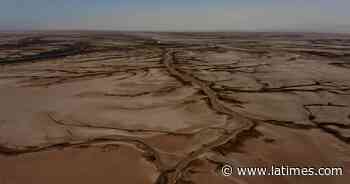 A pulse of water revives the dry Colorado River Delta - Los Angeles Times