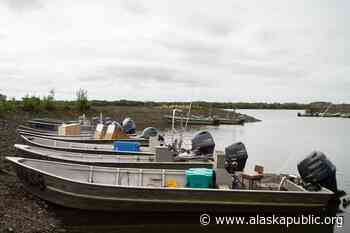 Chum salmon counts are lower than ever in the Yukon-Kuskokwim Delta - Alaska Public Media News