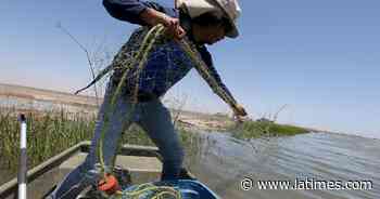 Water is flowing again in Mexico's dry Colorado River Delta - Los Angeles Times