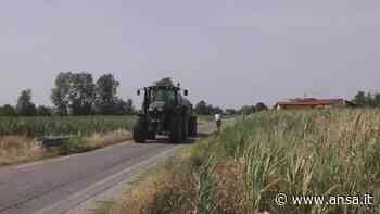 Siccita', Crema e Cremona: viaggio nei campi di mais bruciati e secchi - Italia - Agenzia ANSA