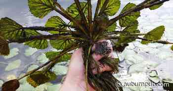 Water chestnut pulls scheduled on Cayuga Lake | Lifestyles | auburnpub.com - The Citizen