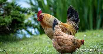 Vier Limburgse gemeenten moeten maatregelen nemen na vogelgriep in Zoutleeuw - Het Laatste Nieuws