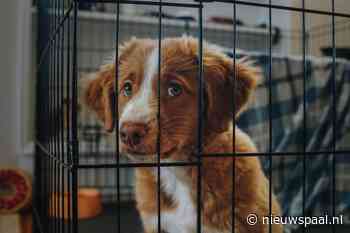 Vrees voor nieuwe lockdown: baasjes halen coronahond weer op uit asiel - Nieuwspaal