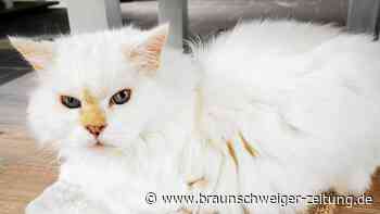 Tierheim Braunschweig: Dem Schmusekater ging es gar nicht gut