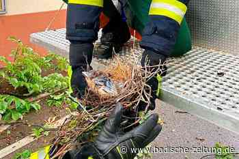 Staufener Feuerwehr rettet Jungvögel aus abgebrochenem Ast - Staufen - Badische Zeitung - Badische Zeitung