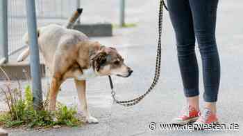 Hunde pinkeln immer wieder an gleiche Stelle mit gefährlicher Folge - DER WESTEN