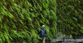 How to book a reservation to hike Fern Canyon Trail - Los Angeles Times