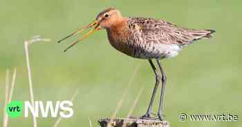 Jonge grutto gespot in Peer, deze weidevogel is zeldzaam geworden in Limburg - VRT NWS