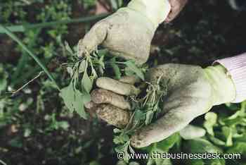 St Helens farming business appoints receiver and axes 35 jobs | TheBusinessDesk.com - The Business Desk