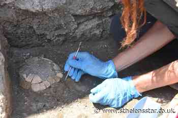 Remains of pregnant tortoise shed light on Pompeii's destruction - St Helens Star