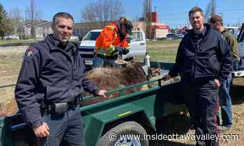 Moose causes 'some excitement' wandering grounds of Smiths Falls Walmart - Ottawa Valley News