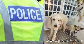 Cute dogs found abandoned at Whitby campsite - with police post shared over 7,000 times - Teesside Live