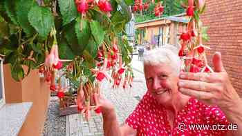 Wieder Fuchsien-Schau im Zeitzgrund bei Stadtroda