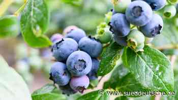 Agrar - Hatten - Heidelbeerernte in Niedersachsen vor dem Start - Wirtschaft - SZ.de - Süddeutsche Zeitung - SZ.de