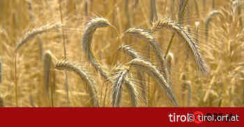 Landwirtschaft: Tiroler Getreideanbau nur in engen Grenzen - tirol.orf.at