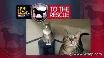 16 To The Rescue: Farrah & Levi - WNEP Scranton/Wilkes-Barre