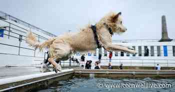Dog friendly Cornwall: best beaches, pubs, restaurants, hotels and attractions where you can bring your pet - Cornwall Live