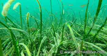 Huge underwater meadow discovered in Cornwall - Cornwall Live