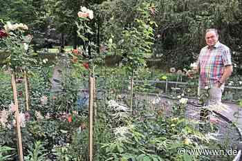 Ein Kavalier der alten Rose