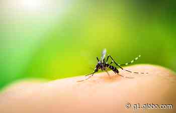 Uberlândia e Ituiutaba registram mortes por dengue - Globo