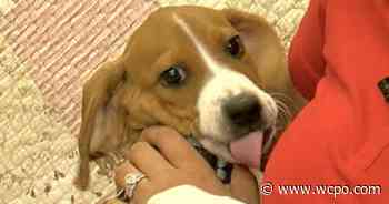 Pet Pals: Meet Wrigley - WCPO 9 Cincinnati