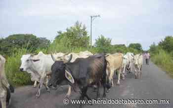 Macuspana es el municipio con mayor número de matanzas de cabezas de ganado en postes - El Heraldo de Tabasco