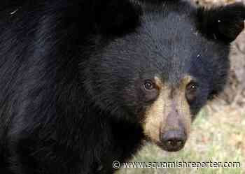 Garibaldi Provincial Park campgrounds closed due to aggressive bear - The Squamish Reporter