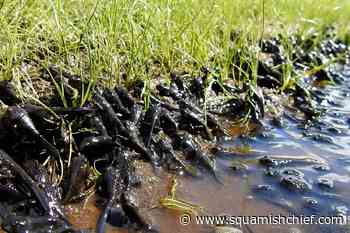 What to do if you see tiny western toads while in Squamish. - Squamish Chief