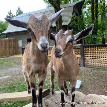 Check out these cute Squamish miniature goats - Squamish Chief