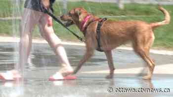 Ottawa weather: Hot, sunny and humid summer Saturday - CTV News Ottawa