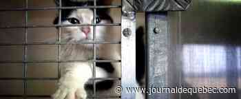 La SPA de Québec offre deux journées d'adoption sans frais