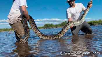 Team Hauls in 18-Foot Burmese Python, Heaviest Ever Captured in Florida